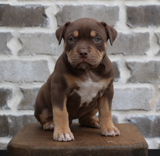 Chocolate & Tan Male 9.1 kg Amber Eyes