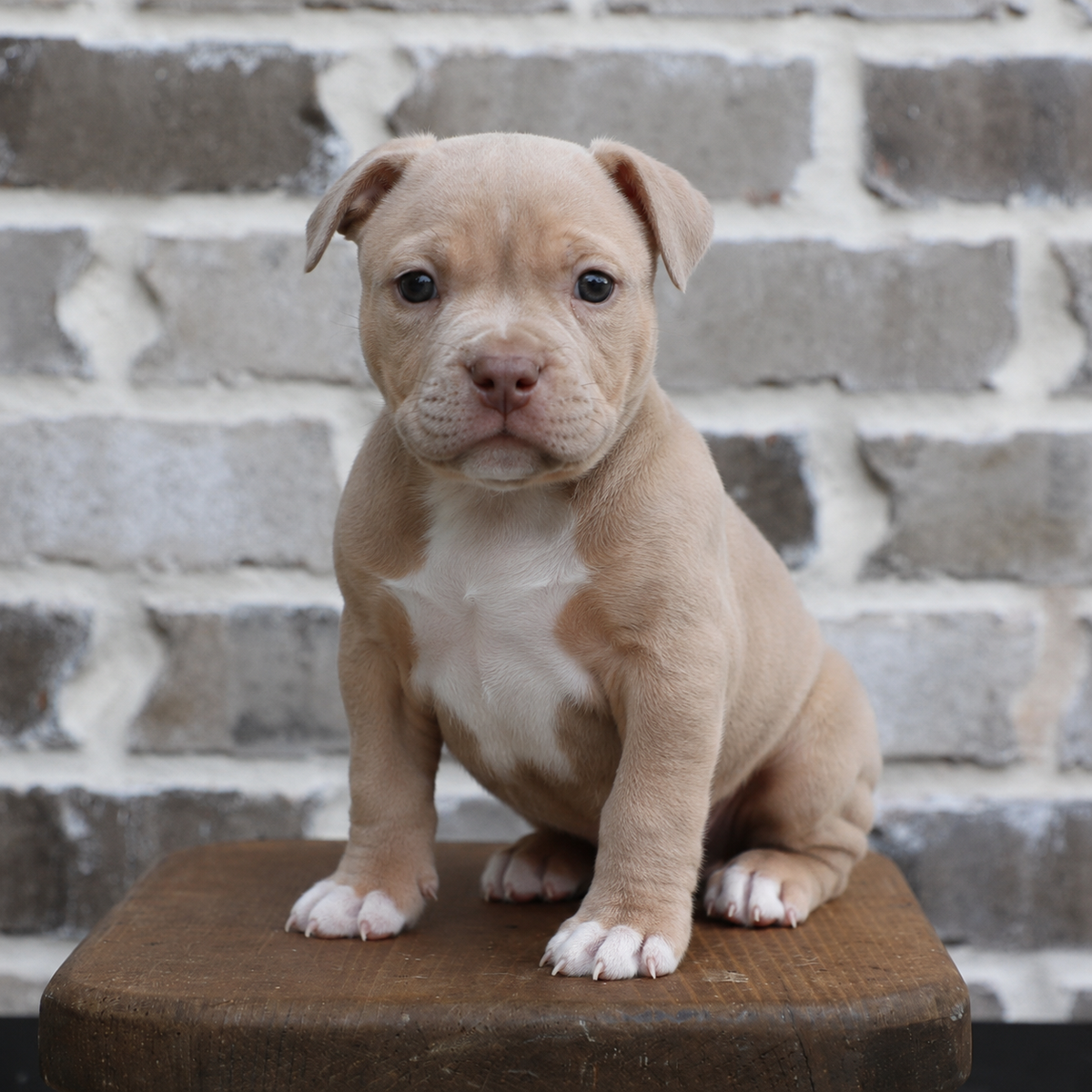 Fawn & White Female 6.9 kg Dark Brown Eyes