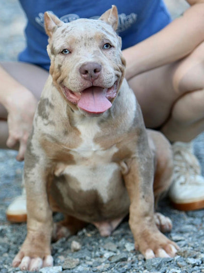 Blue Tri Male 8.6kg Ice Blue Eyes