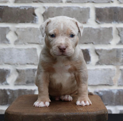Blue Tri Male 8.6kg Ice Blue Eyes