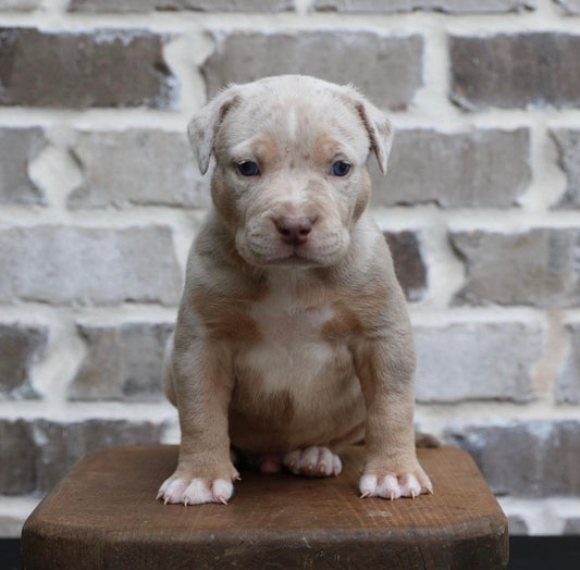 Blue Tri Male 8.6kg Ice Blue Eyes