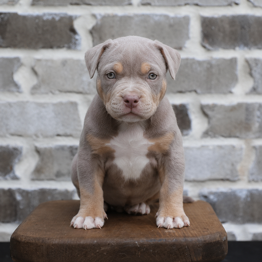 Lilac Tri Female 7.4 kg Hazel Eyes